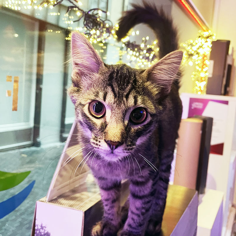 OKH Tabbykater Jerry