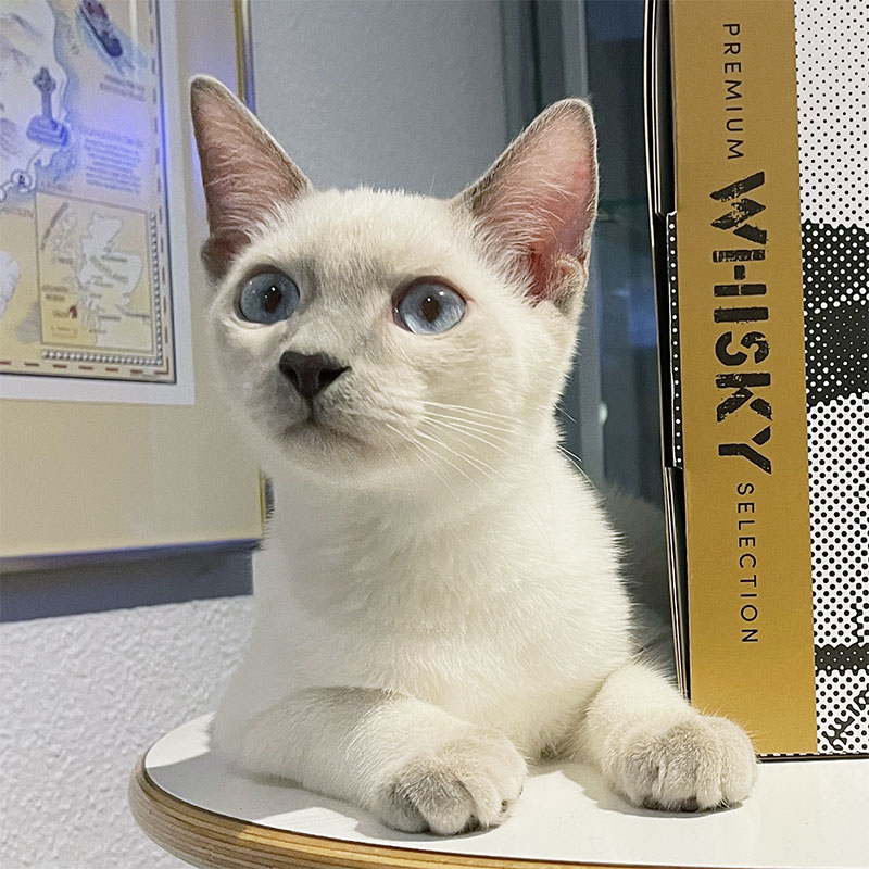 Lilac-point Siamkater Mylo