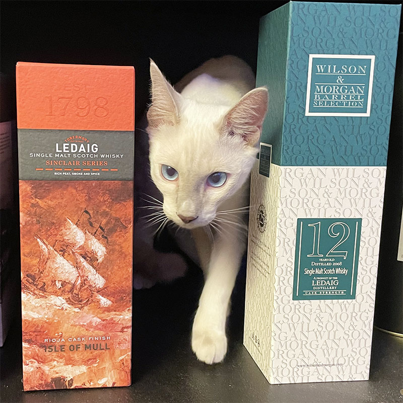 Lilac-point Siamkater Smokey